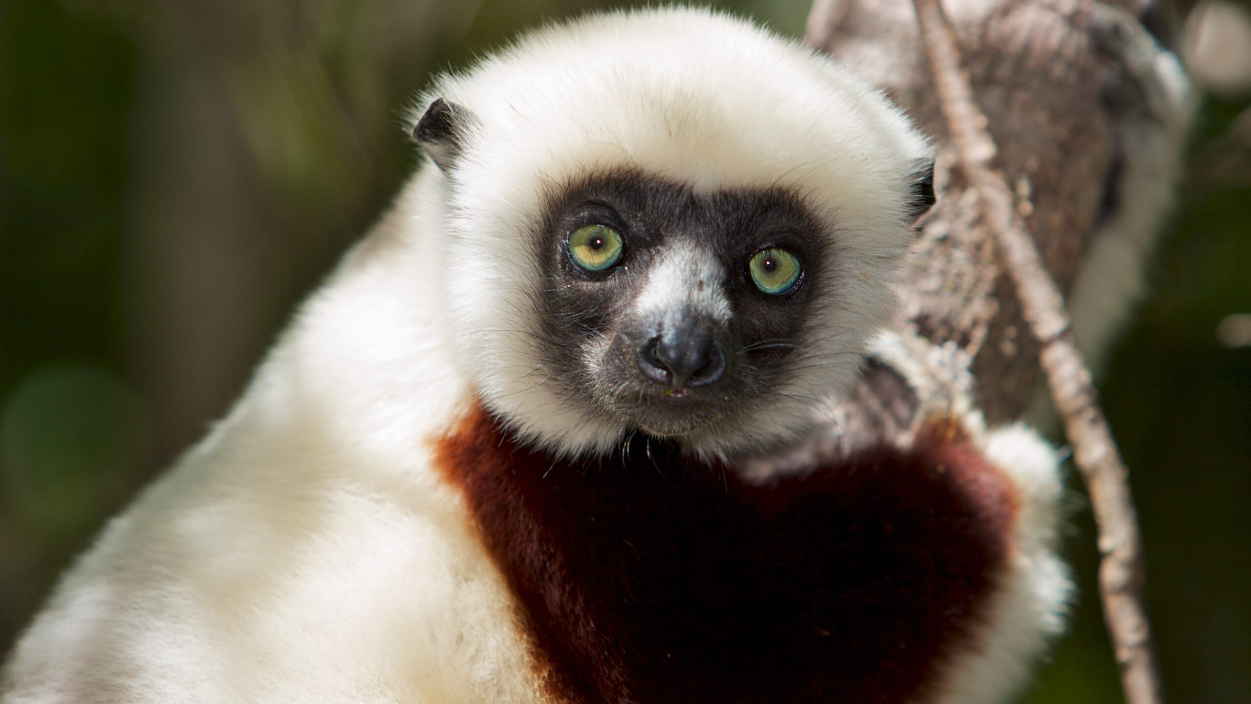 Detail Picture Of A Lemur Nomer 56