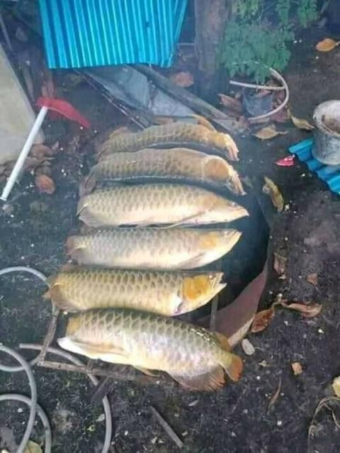 Detail Meme Bakar Ikan Nomer 2