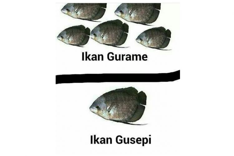 Detail Meme Bakar Ikan Nomer 31