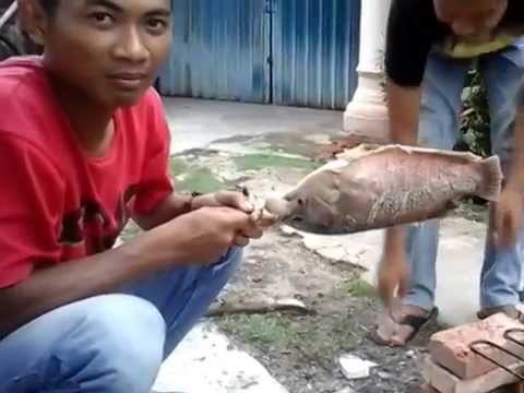 Detail Meme Bakar Ikan Nomer 42