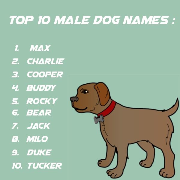 Detail Meme Dog Names Nomer 15