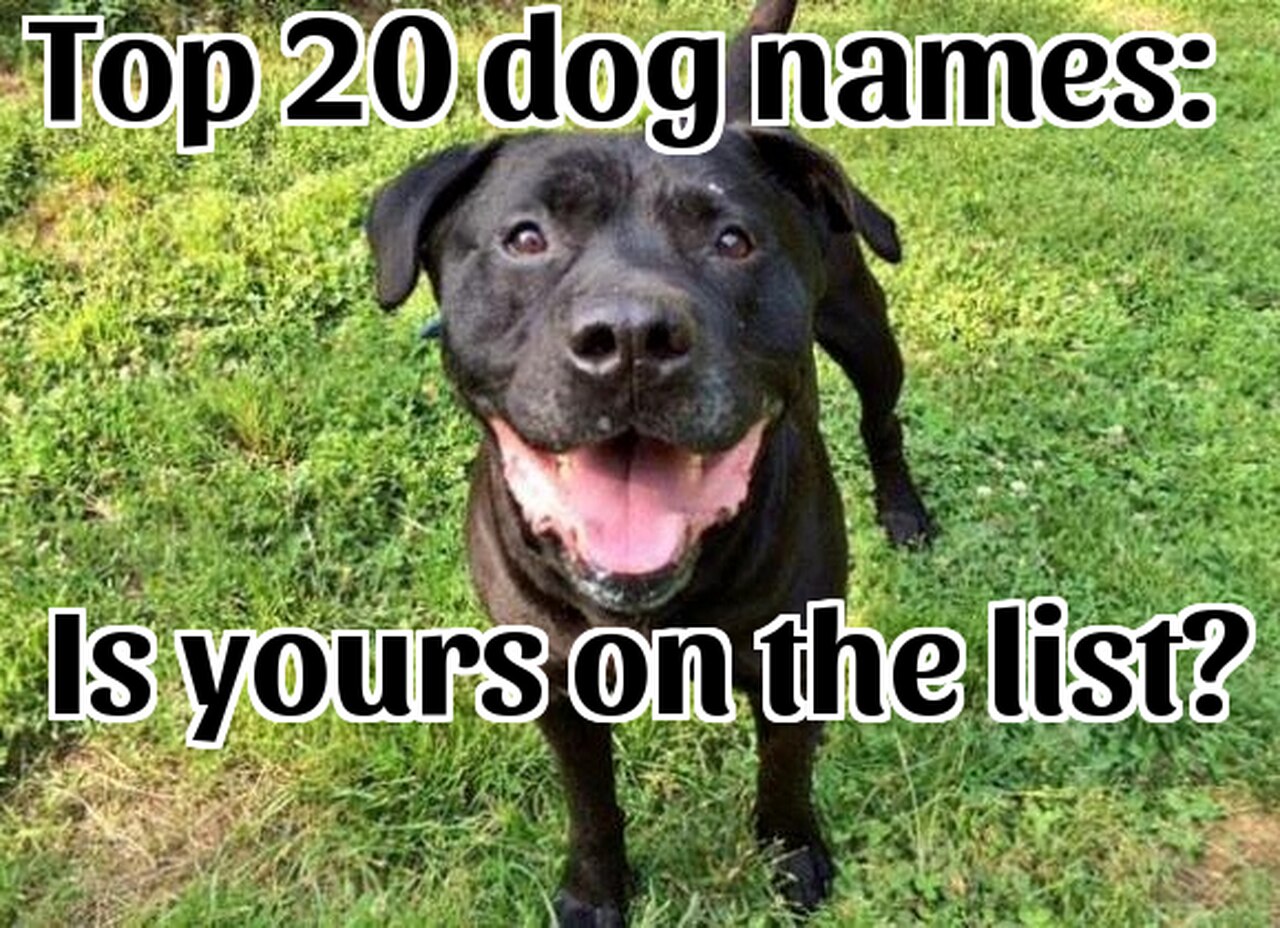 Detail Meme Dog Names Nomer 43