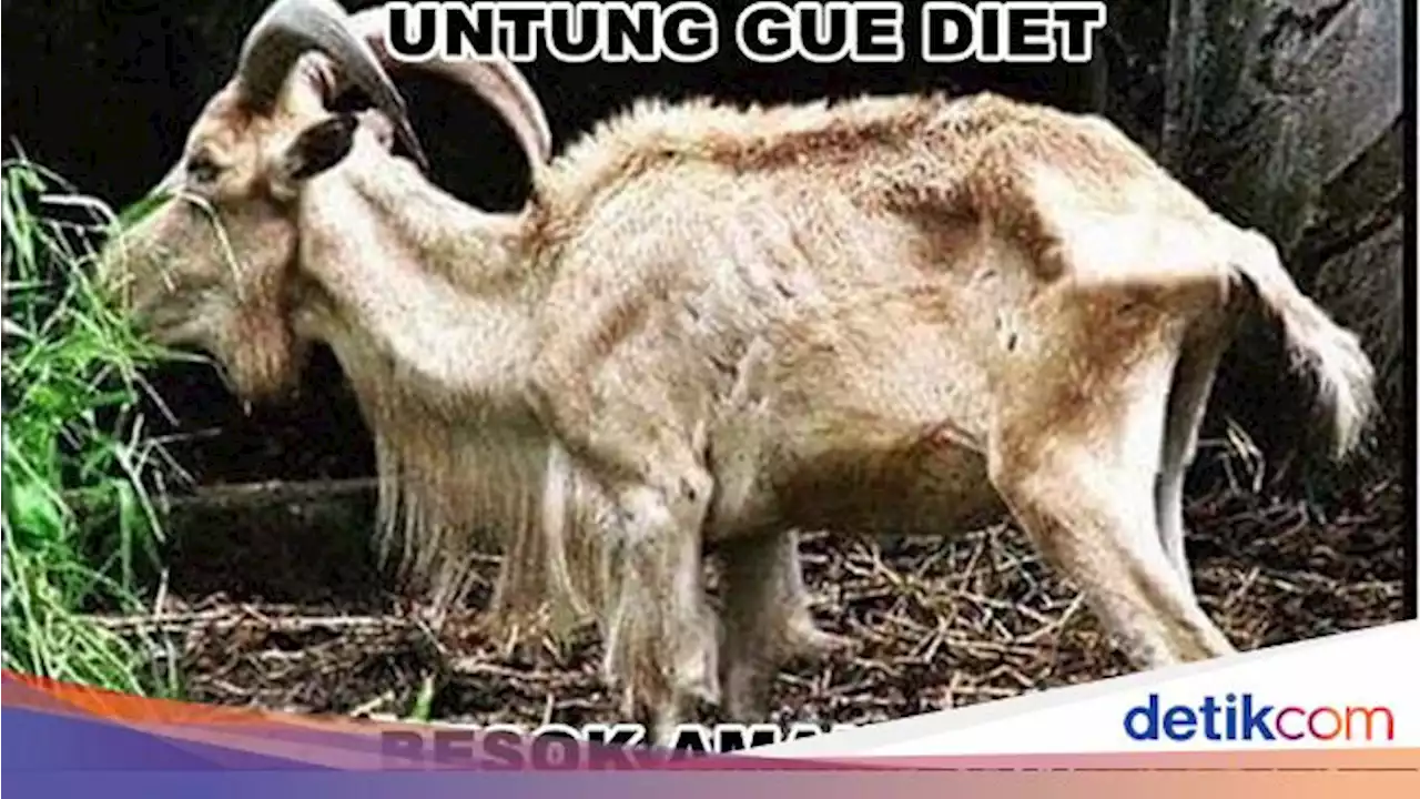 Detail Meme Idul Adha Nomer 15