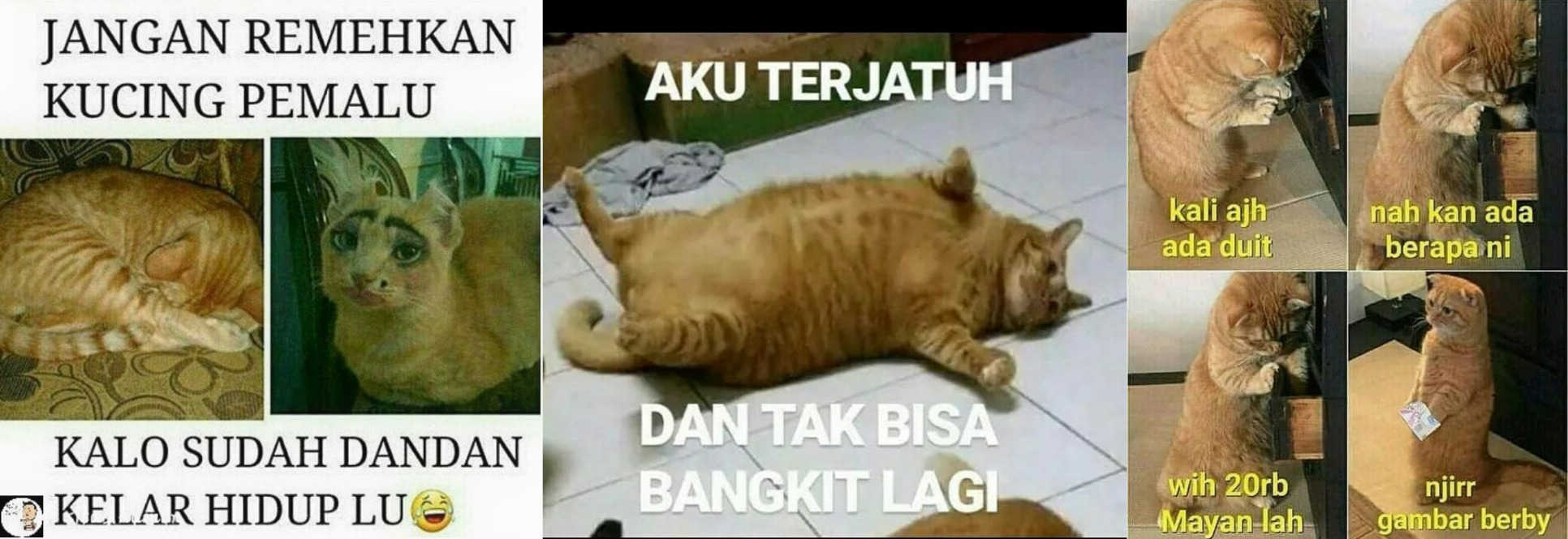 Detail Meme Kucing Kocak Nomer 13