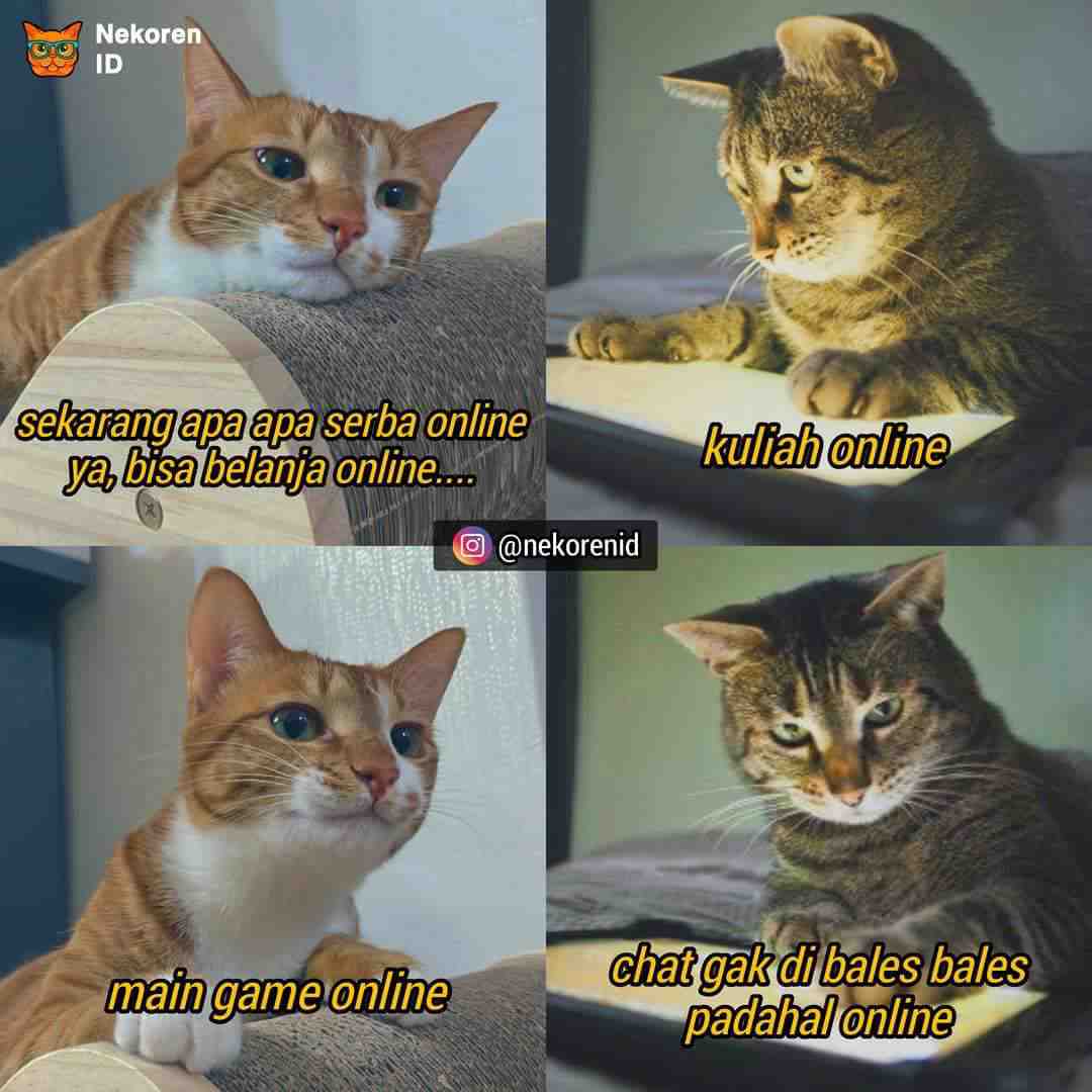 Detail Meme Kucing Kocak Nomer 16