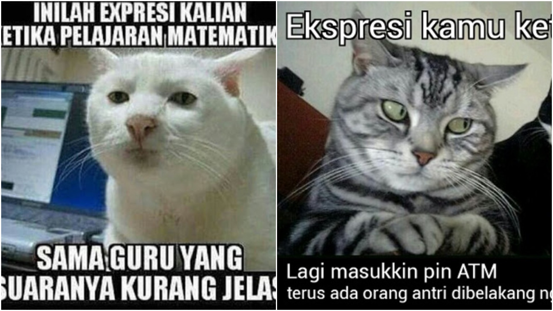 Detail Meme Kucing Kocak Nomer 30