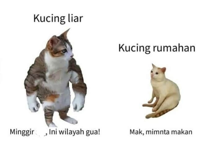 Detail Meme Kucing Kocak Nomer 31