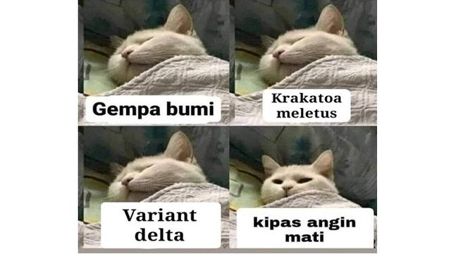 Detail Meme Kucing Kocak Nomer 49