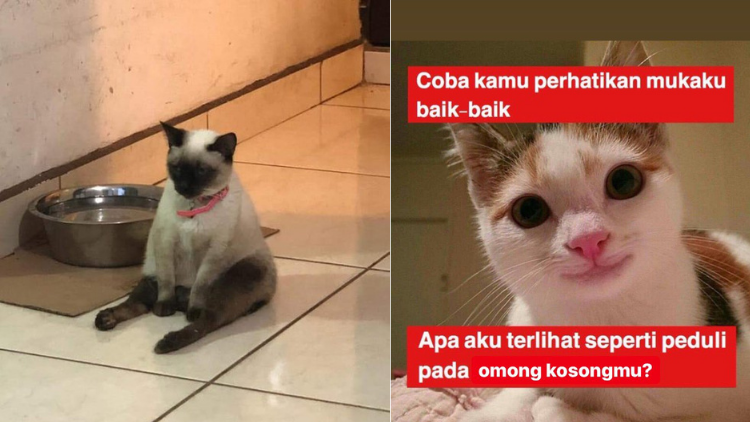 Detail Meme Kucing Kocak Nomer 56