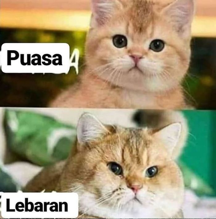 Detail Meme Lebaran Lucu Nomer 43