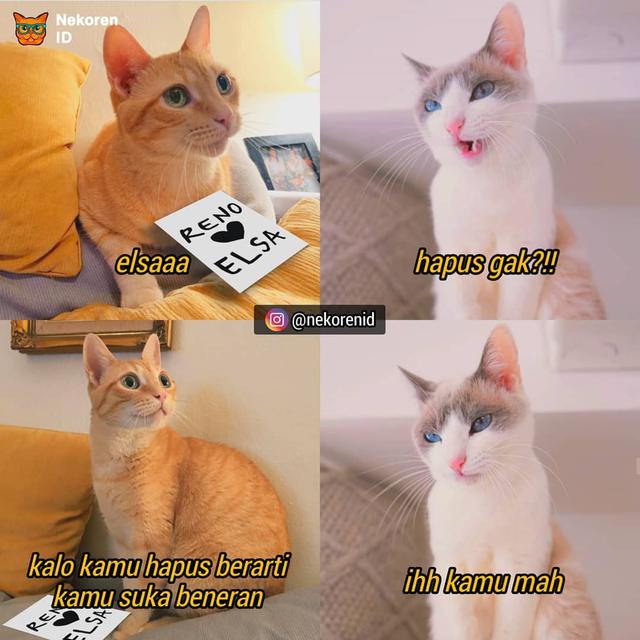 Detail Meme Lucu Kucing Nomer 23