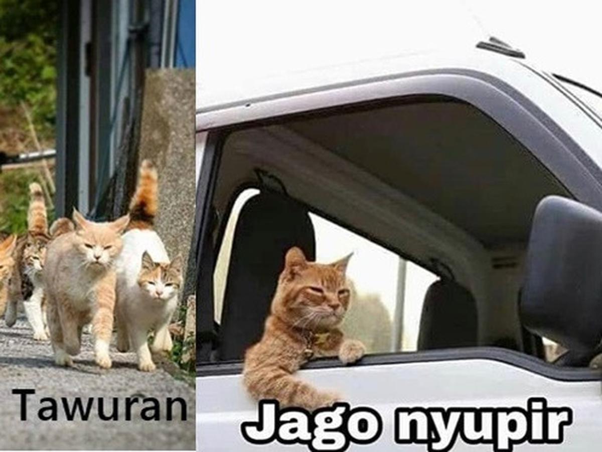 Detail Meme Lucu Kucing Nomer 40