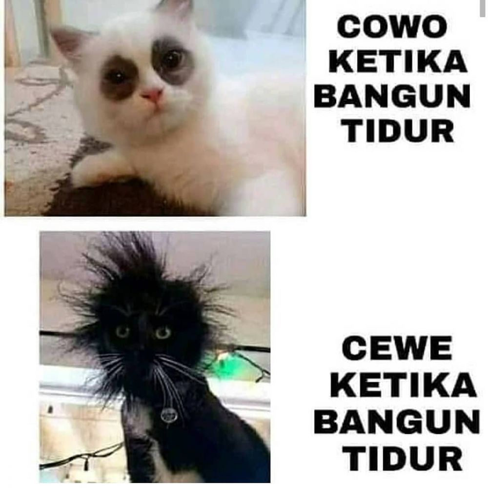 Detail Meme Lucu Kucing Nomer 53