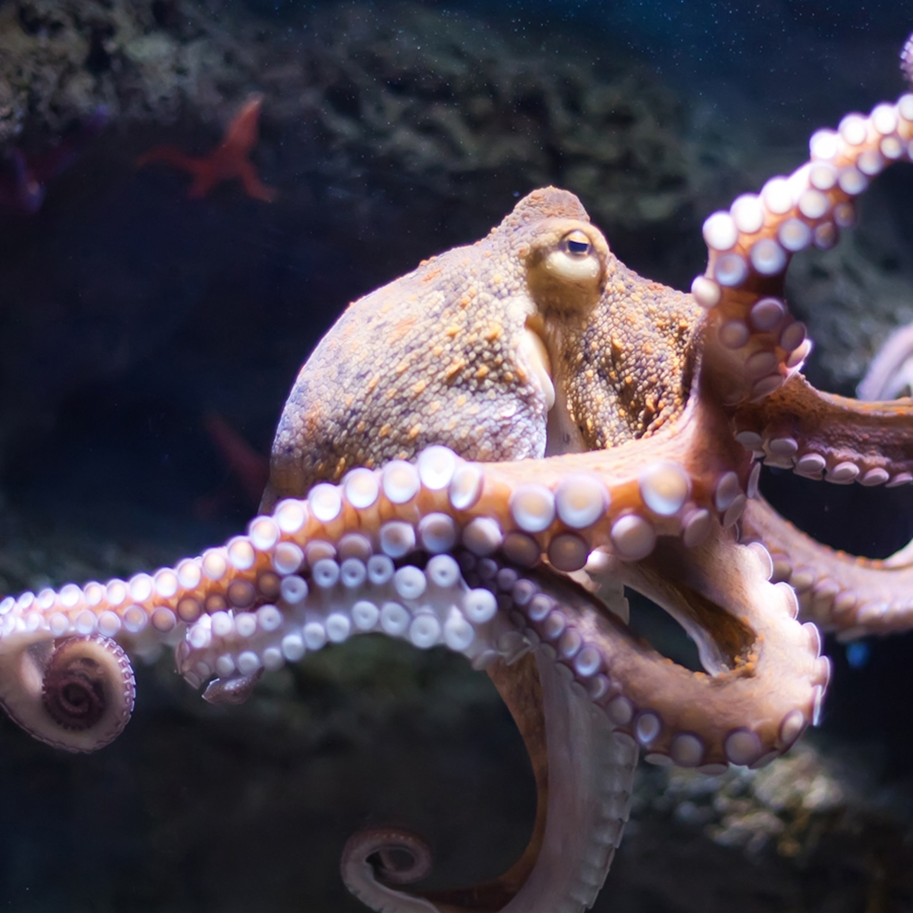 Picture Of A Octopus - KibrisPDR