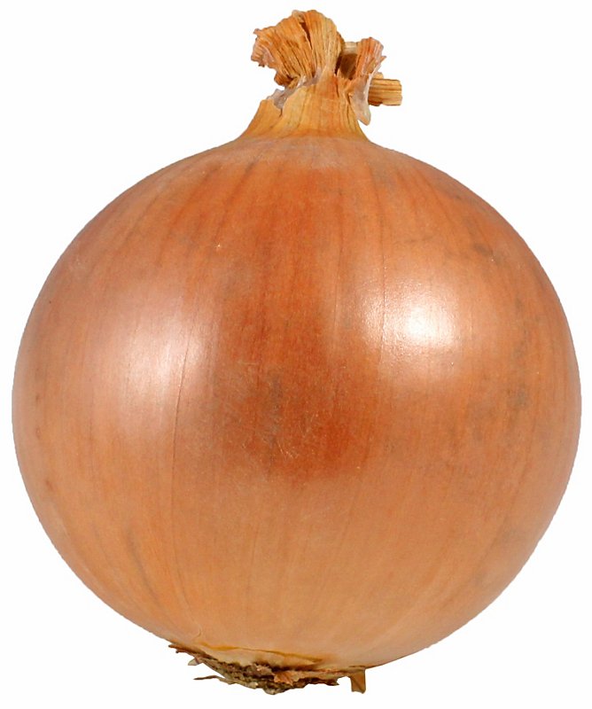 Detail Picture Of A Onion Nomer 6