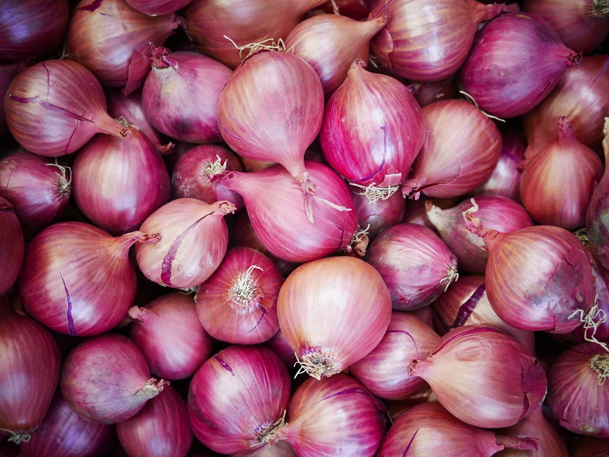 Detail Picture Of A Onion Nomer 8