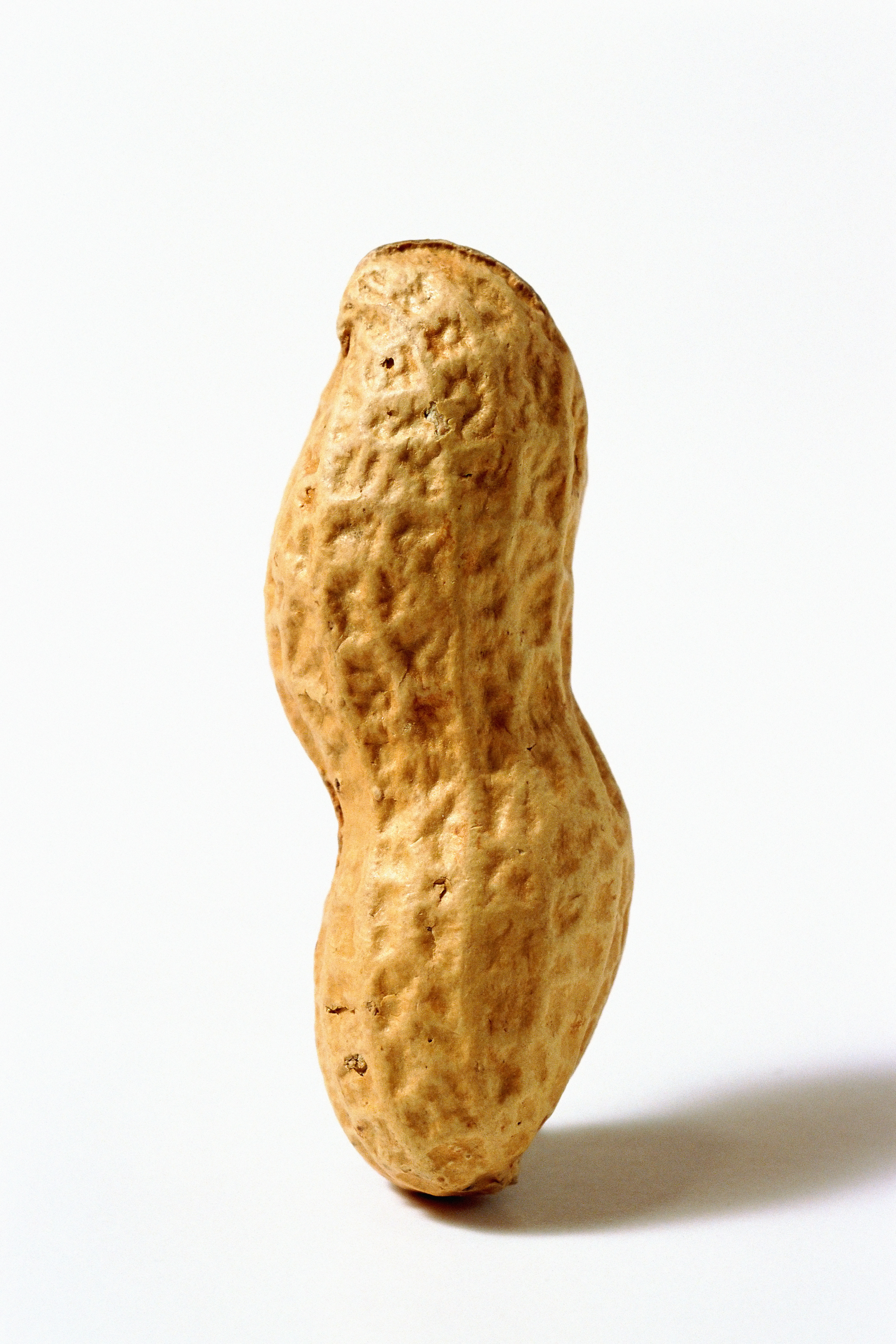 Detail Picture Of A Peanut Nomer 2