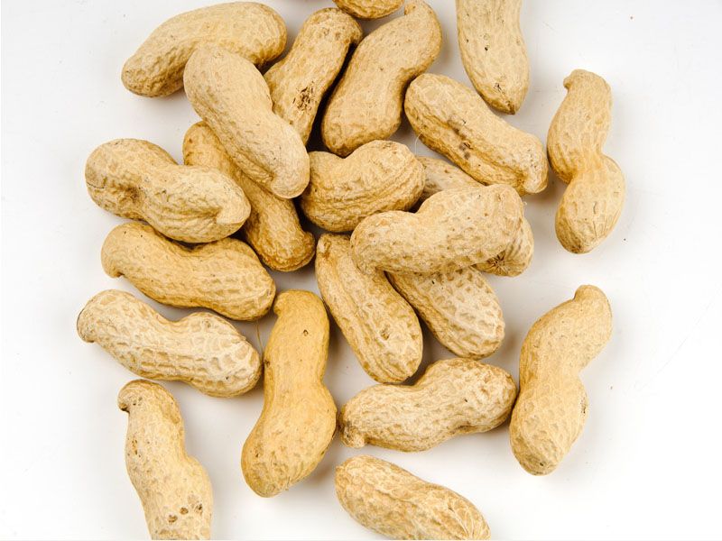 Detail Picture Of A Peanut Nomer 7