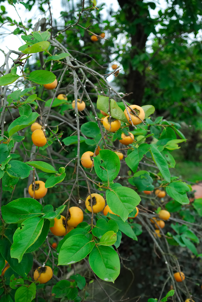 Detail Picture Of A Persimmon Nomer 45