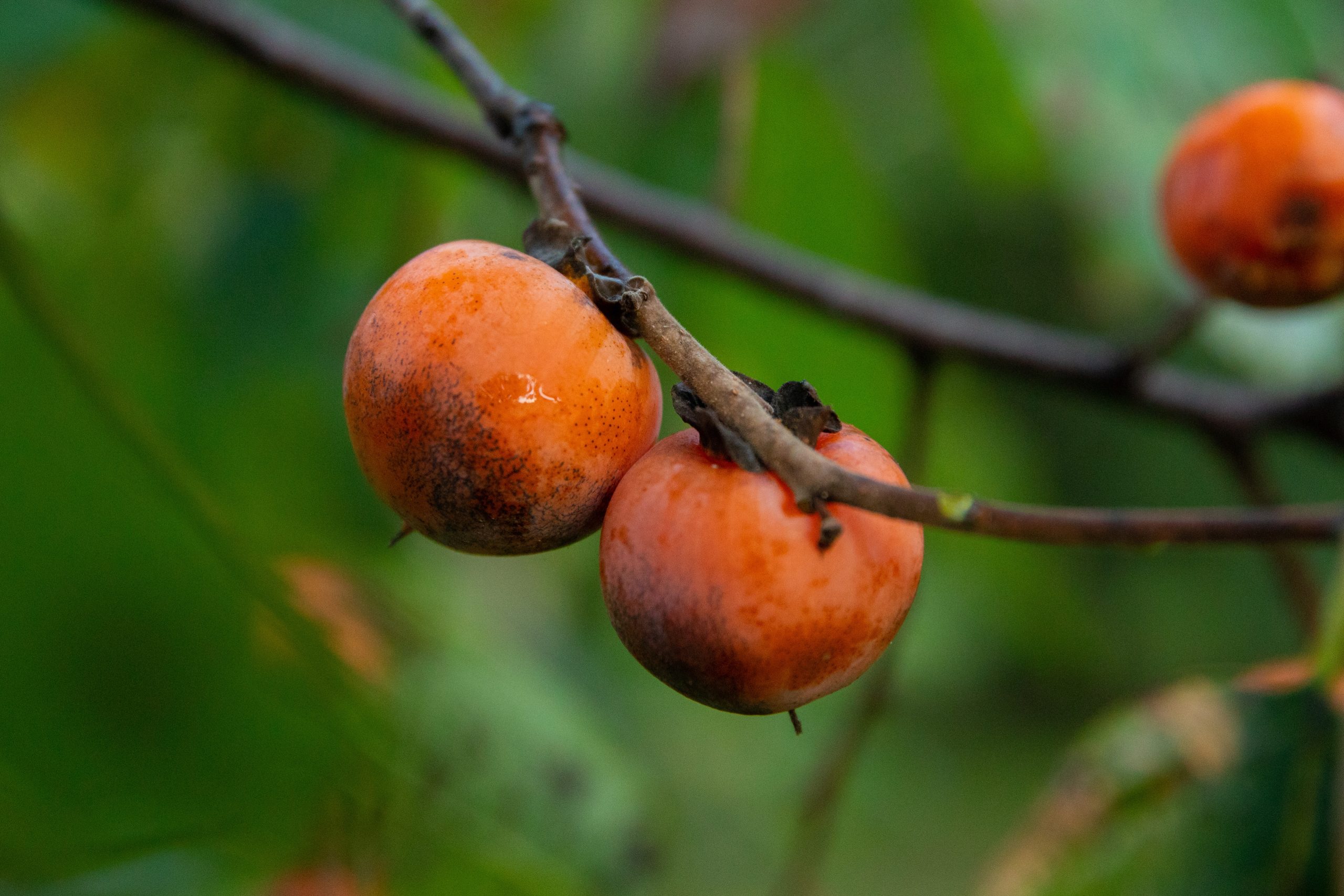 Detail Picture Of A Persimmon Nomer 46