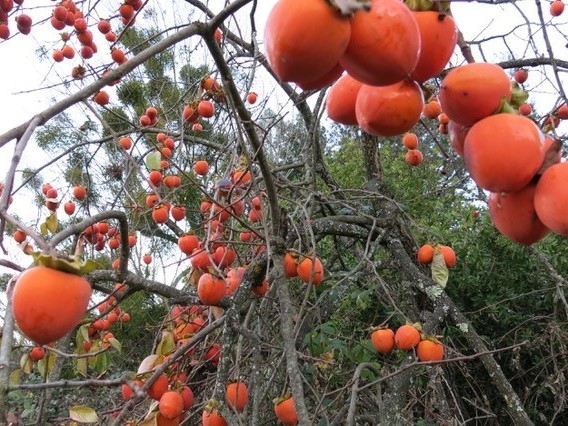 Detail Picture Of A Persimmon Nomer 52