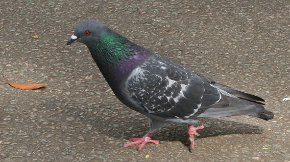 Detail Picture Of A Pigeon Nomer 16