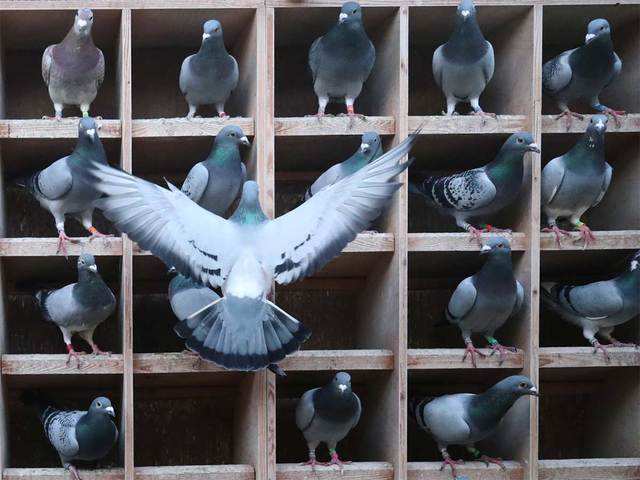 Detail Picture Of A Pigeon Nomer 43