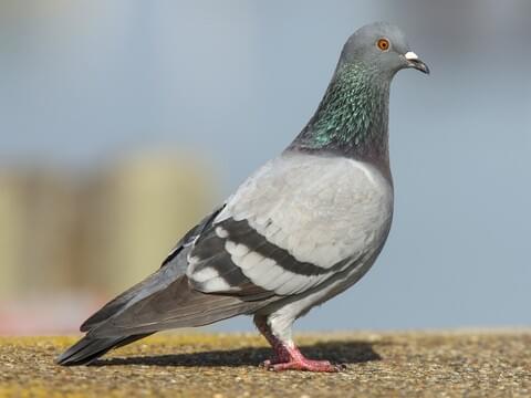 Detail Picture Of A Pigeon Bird Nomer 2