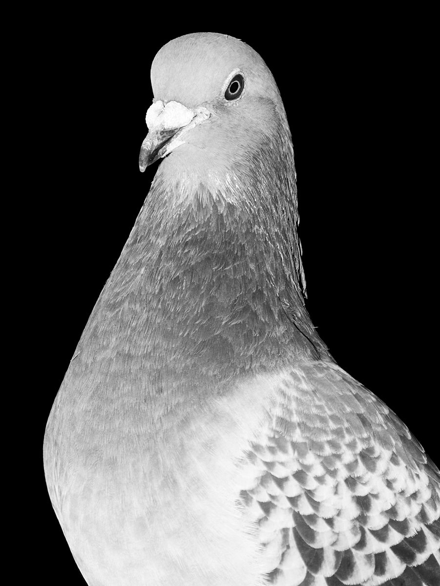 Detail Picture Of A Pigeon Bird Nomer 53