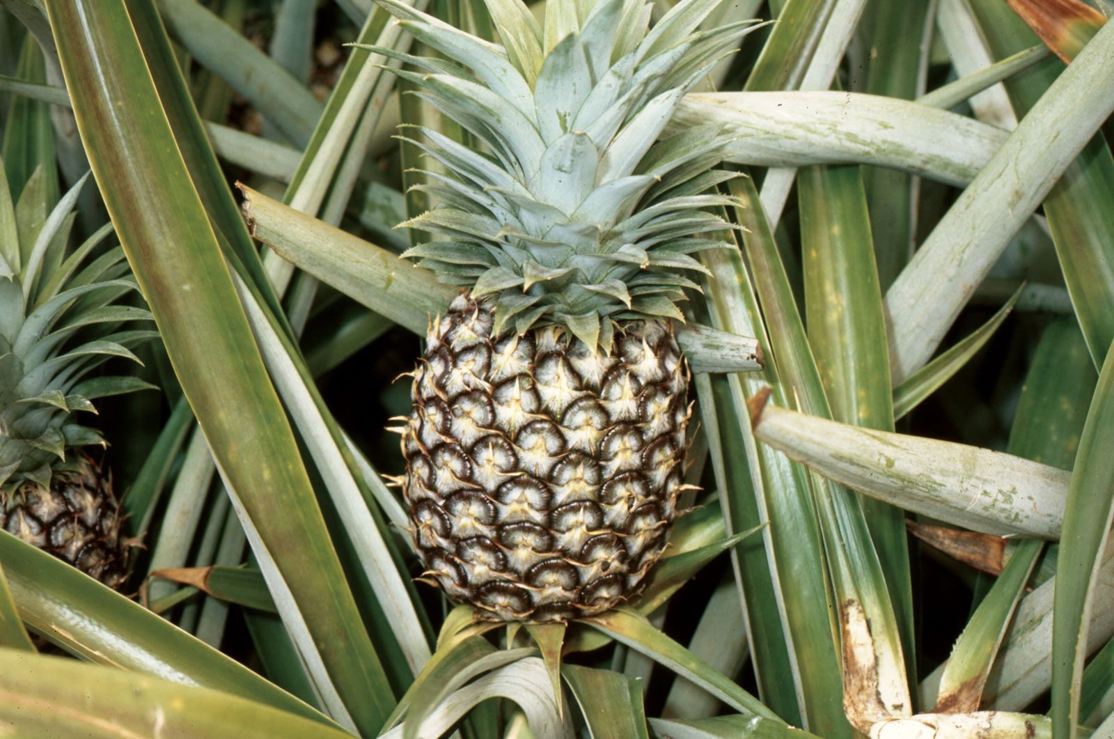 Download Picture Of A Pineapple Nomer 26