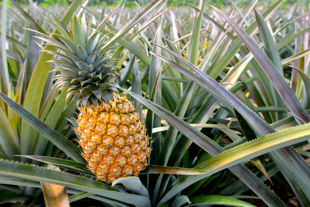 Detail Picture Of A Pineapple Fruit Nomer 21