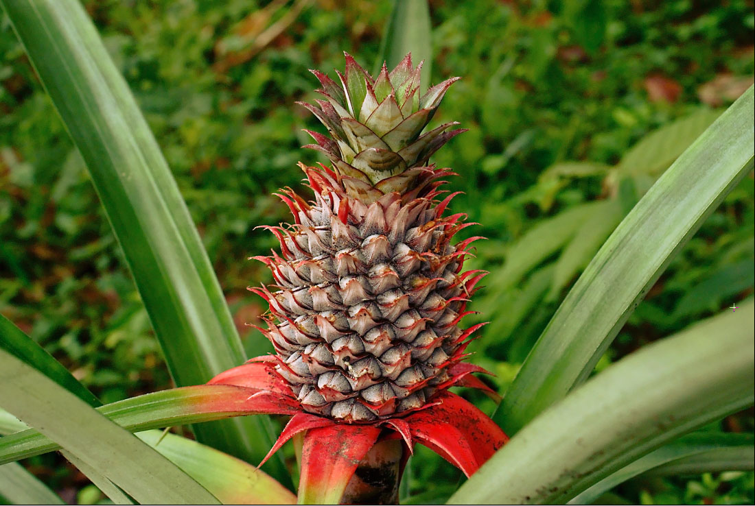 Detail Picture Of A Pineapple Fruit Nomer 24
