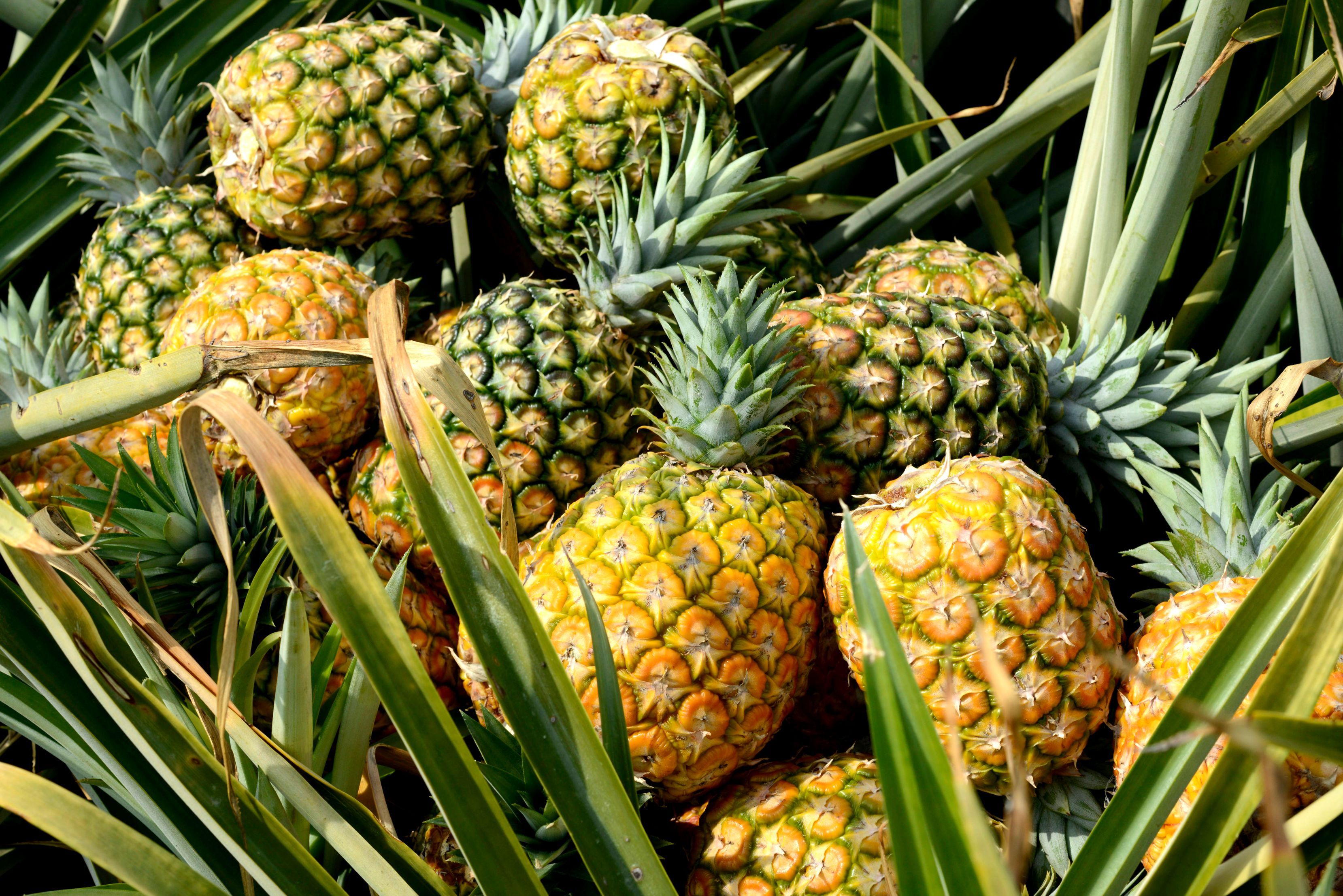 Detail Picture Of A Pineapple Fruit Nomer 39