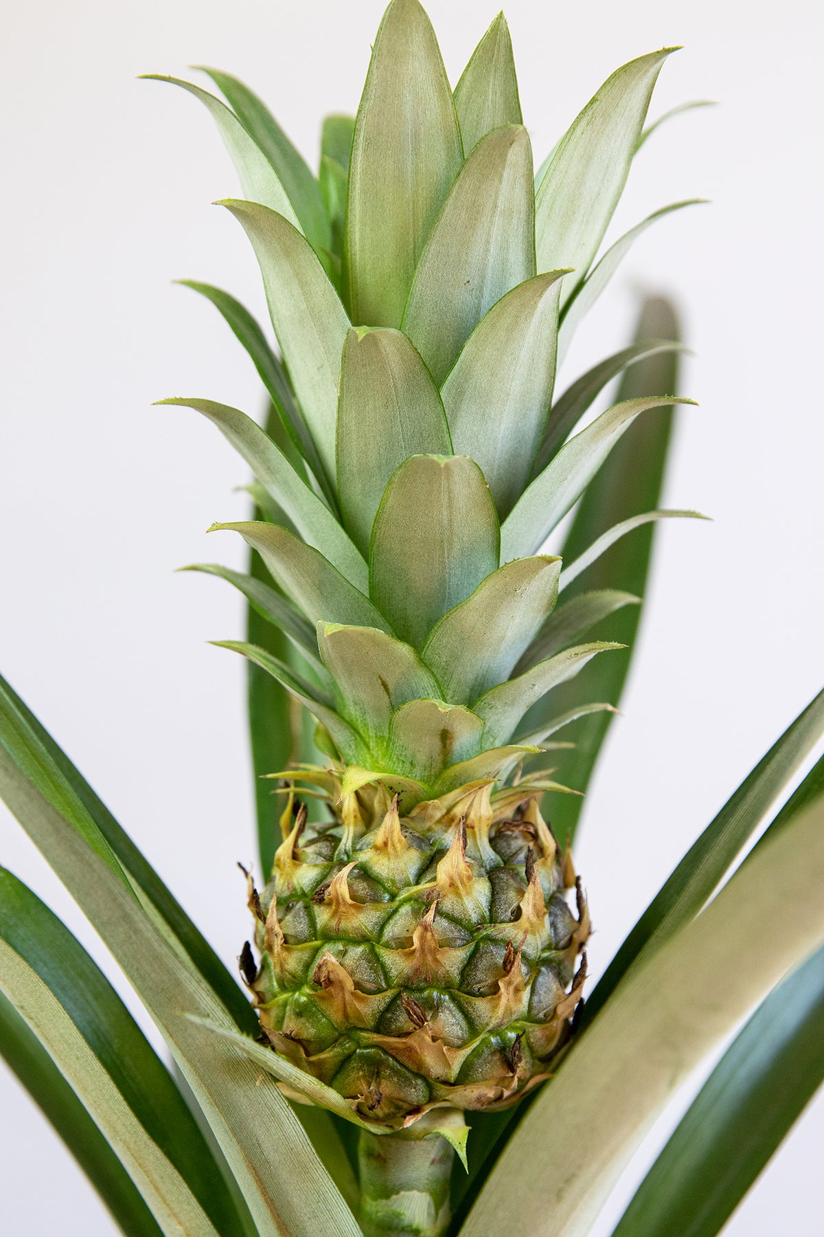 Detail Picture Of A Pineapple Fruit Nomer 40