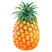 Detail Picture Of A Pineapple Fruit Nomer 55