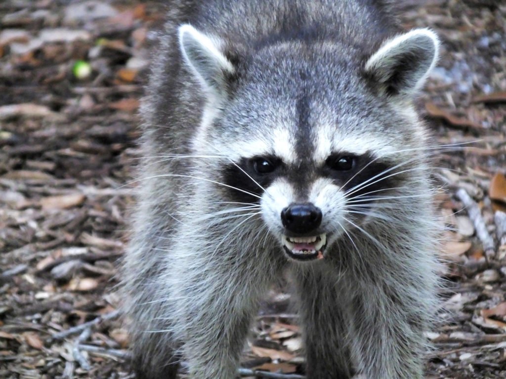 Download Picture Of A Raccoon Nomer 19