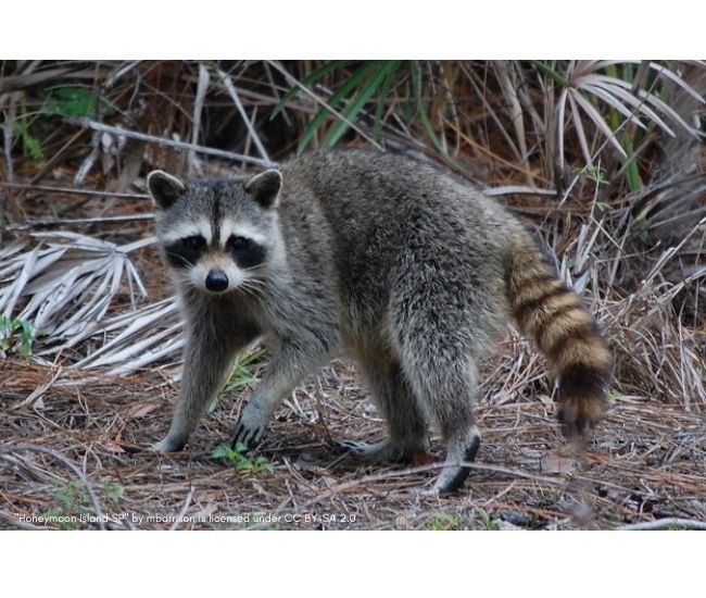 Download Picture Of A Raccoon Nomer 30