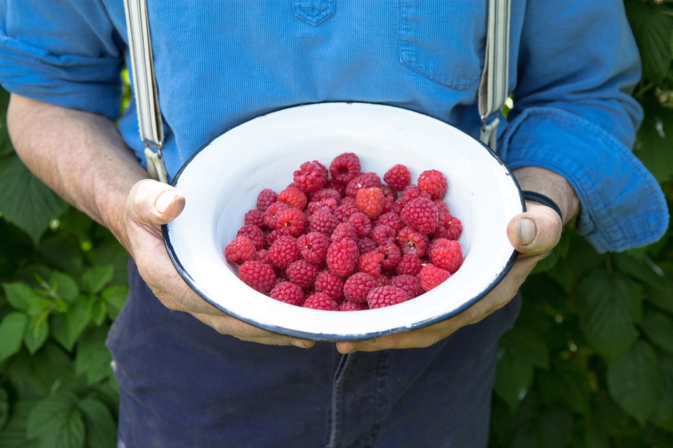 Detail Picture Of A Raspberry Nomer 34