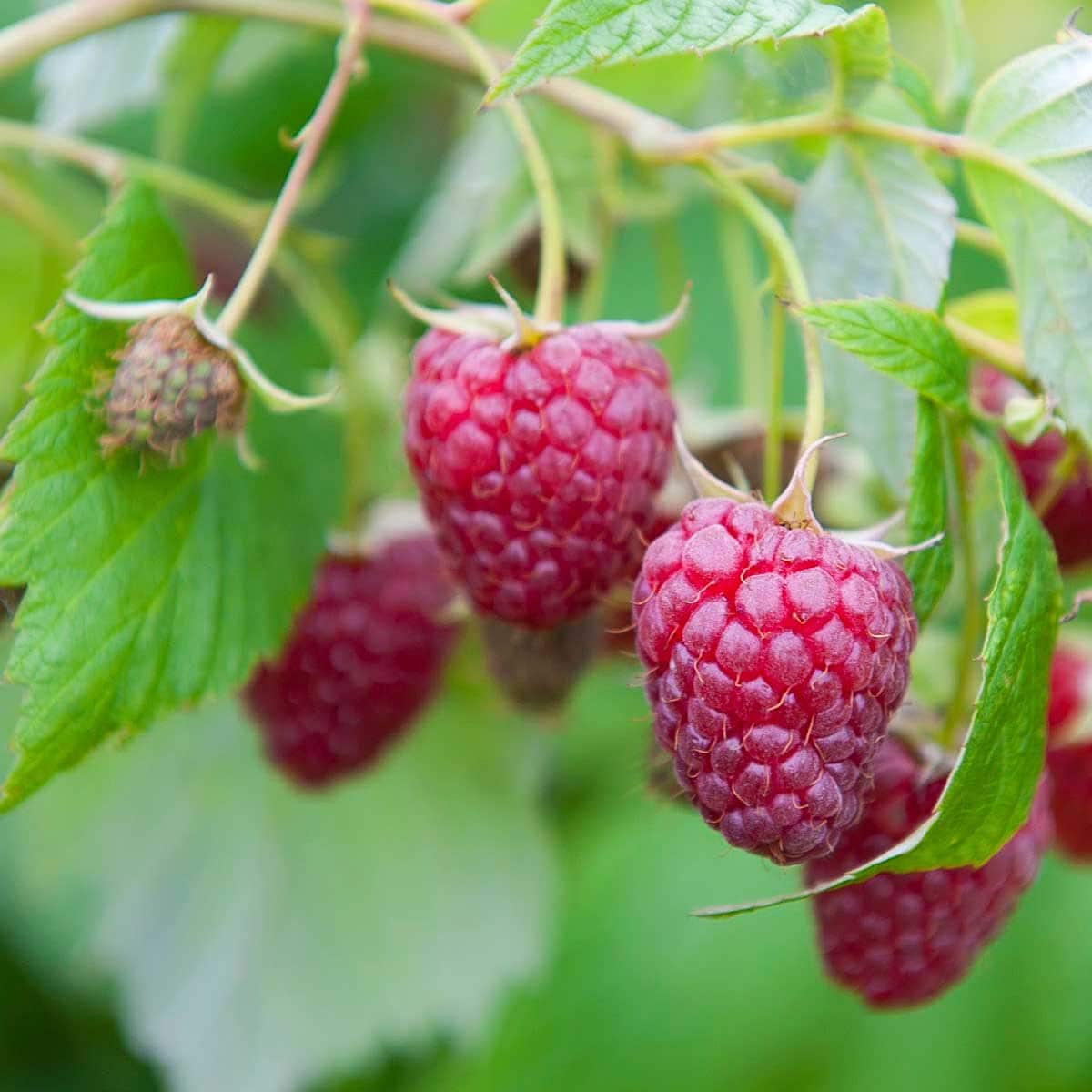 Detail Picture Of A Raspberry Nomer 50
