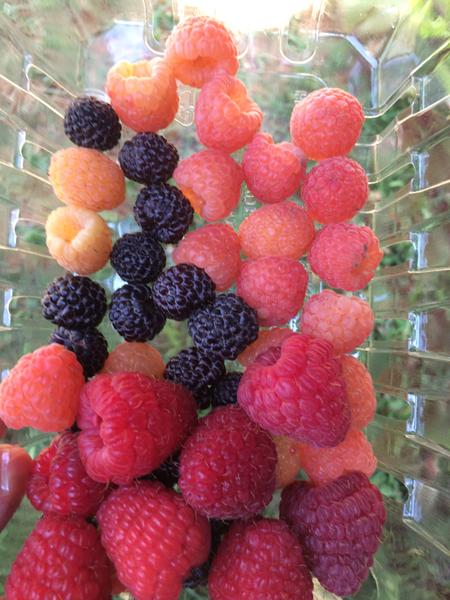 Detail Picture Of A Raspberry Nomer 52
