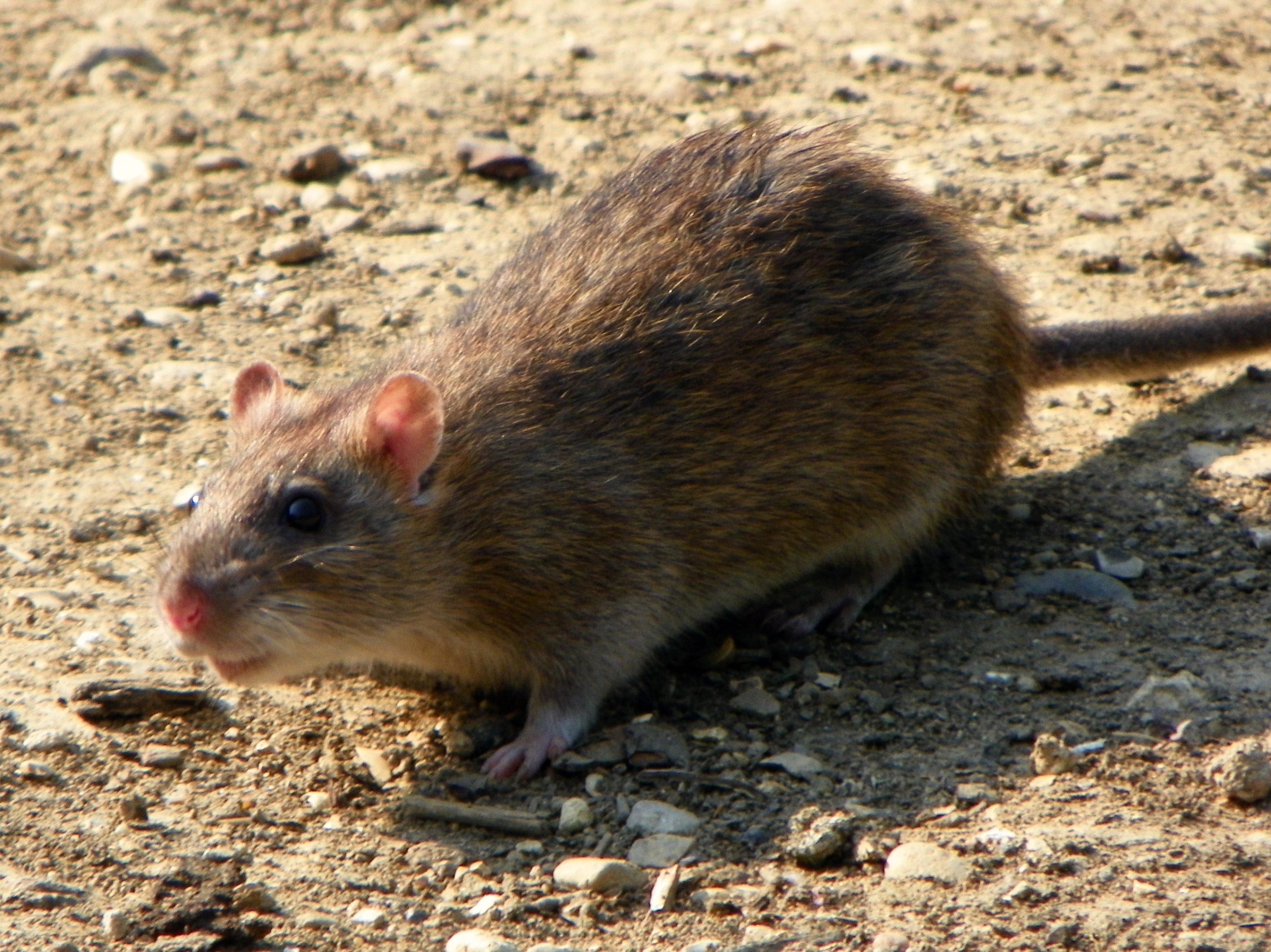 Detail Picture Of A Rat Nomer 14