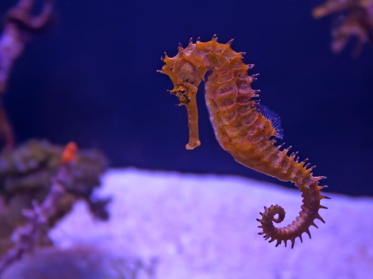 Detail Picture Of A Seahorse Nomer 12