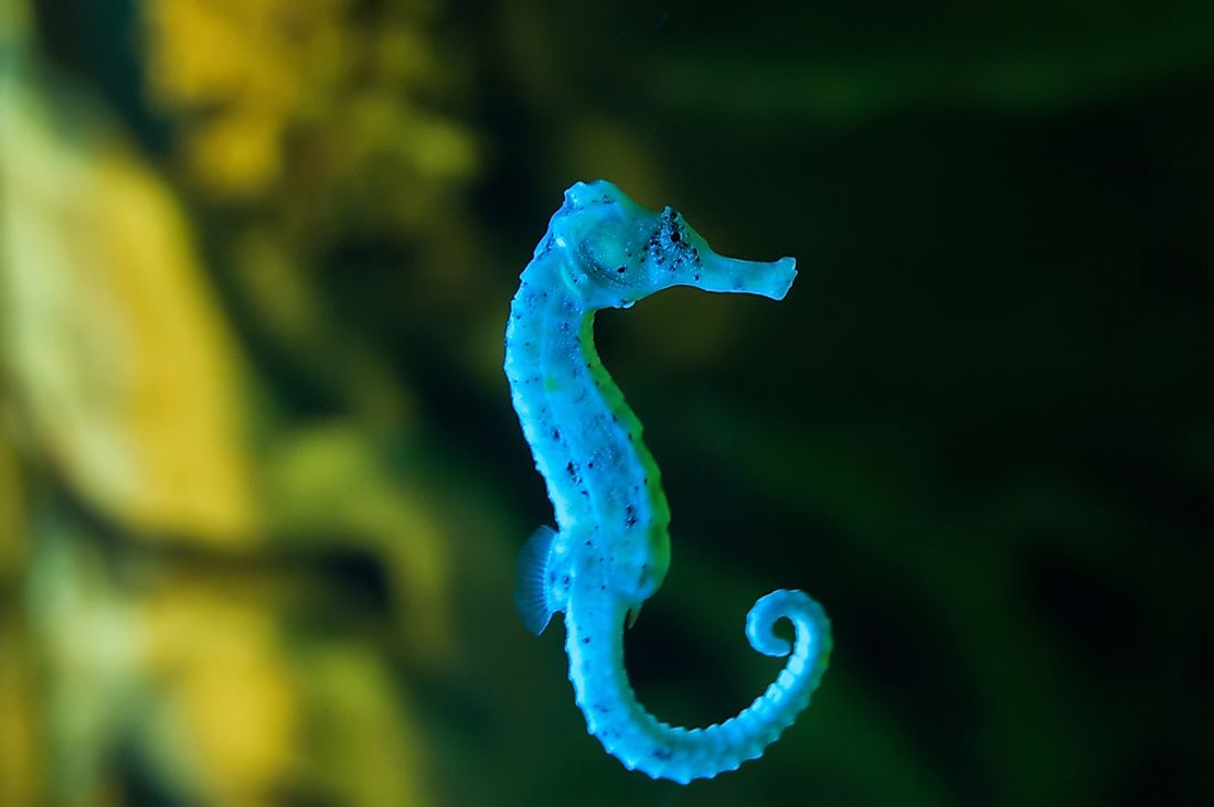 Detail Picture Of A Seahorse Nomer 21