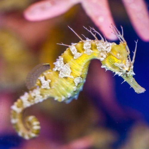 Detail Picture Of A Seahorse Nomer 22