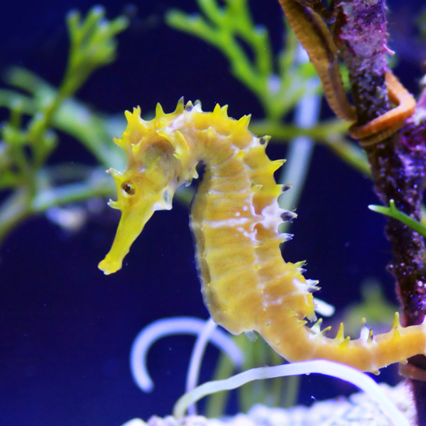 Detail Picture Of A Seahorse Nomer 3