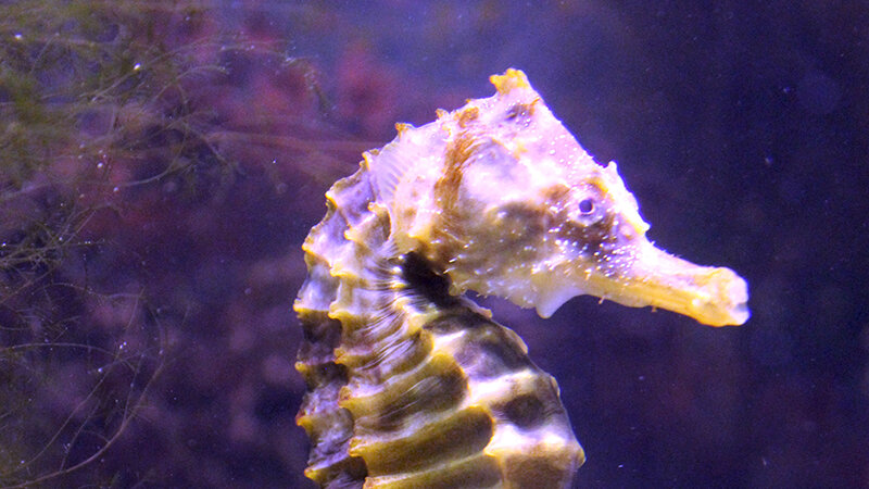 Detail Picture Of A Seahorse Nomer 31