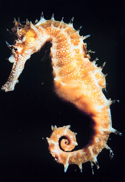 Detail Picture Of A Seahorse Nomer 34