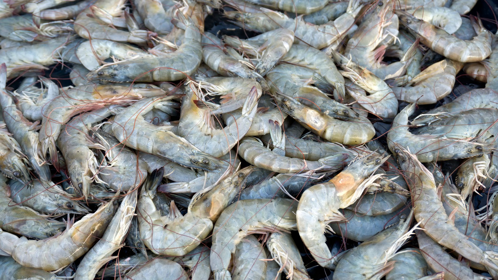Detail Picture Of A Shrimp Nomer 12