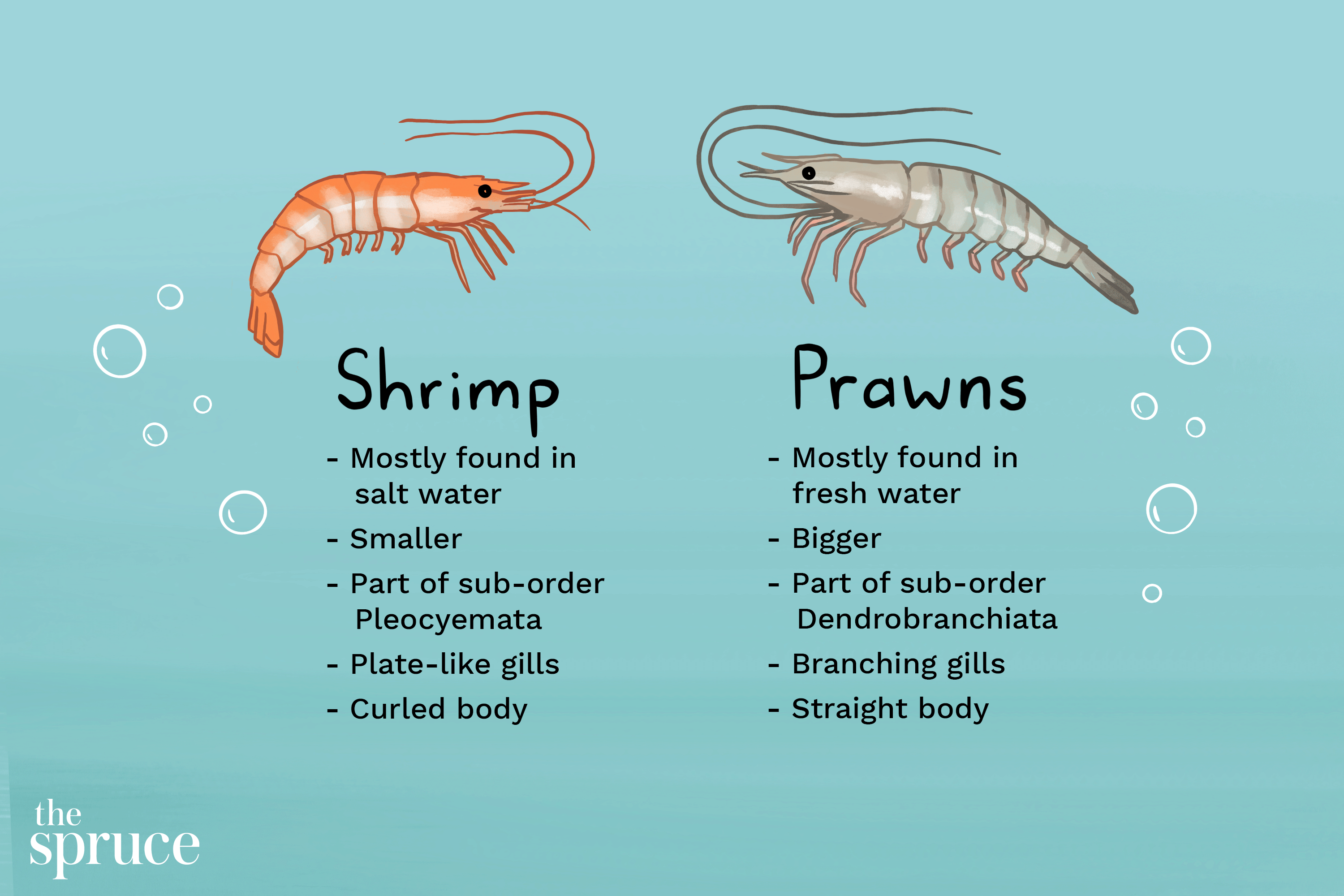 Detail Picture Of A Shrimp Nomer 23