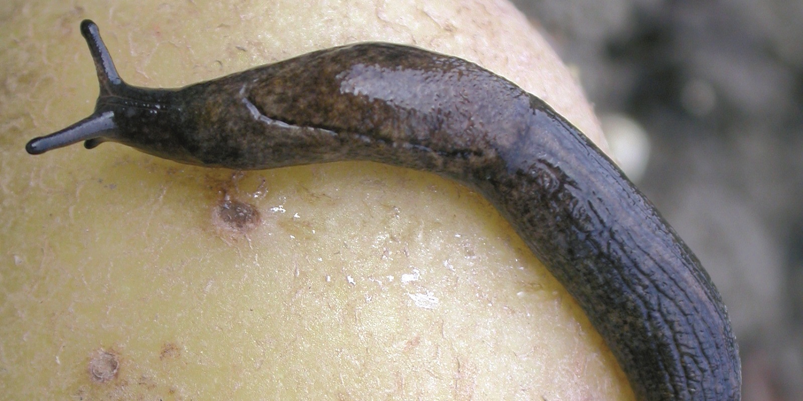 Detail Picture Of A Slug Nomer 12
